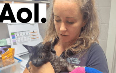 They’re caring for animals injured in Lahaina as they search for others still in the ruins