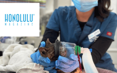 What’s Happening to the Animals Displaced by the Maui Wildfires?