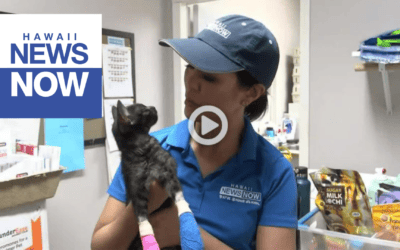 Nonprofit cares for animals injured in Lahaina as it searches for others still in the ruins