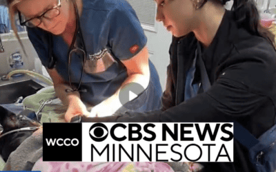 Vets working overtime to aid pets burned in Maui fires