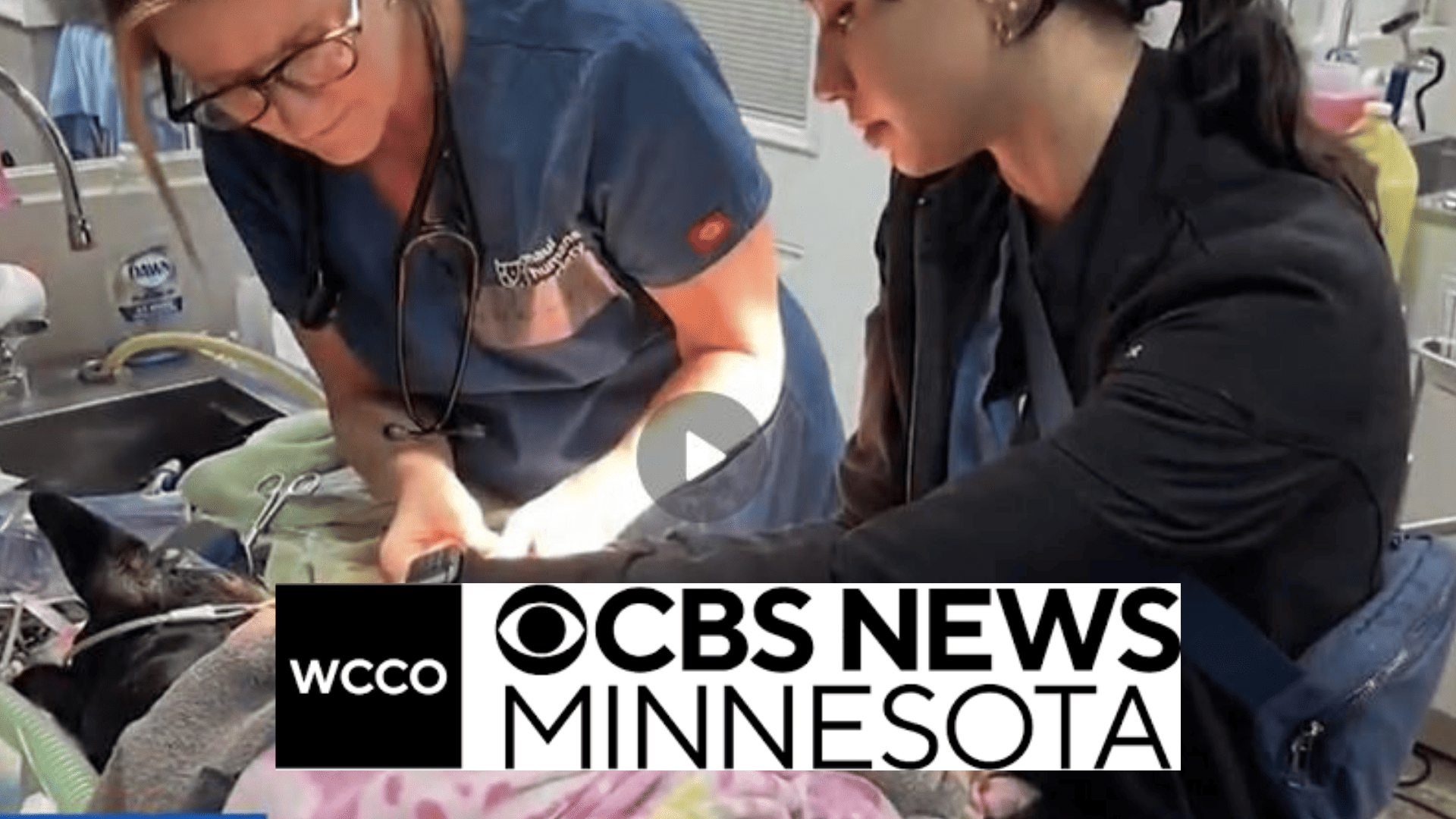 Vets working overtime to aid pets burned in Maui fires