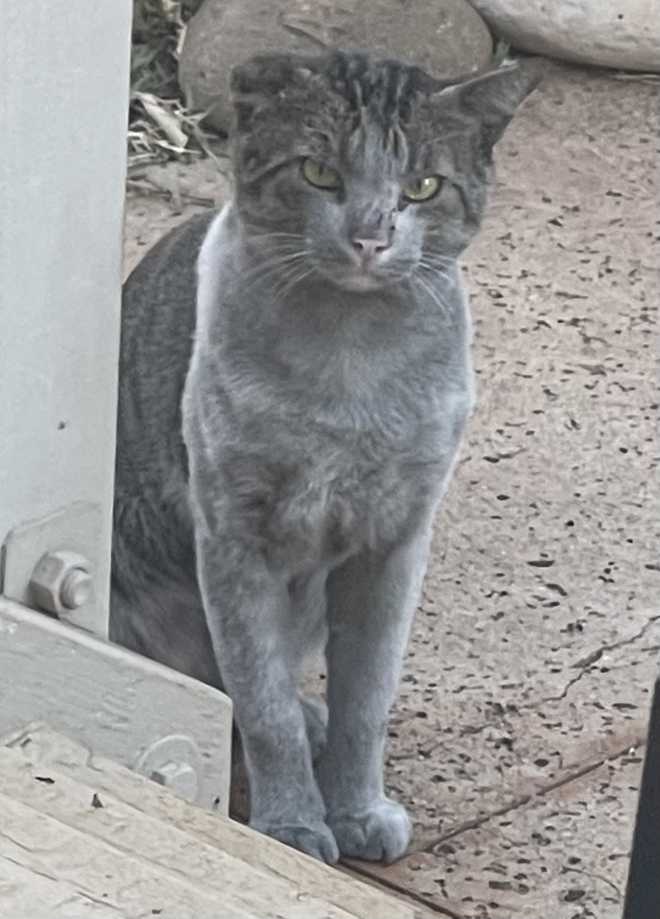 This is what Mamoa looked like when he was rescued.