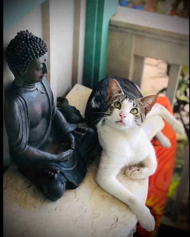 momoa before the fires