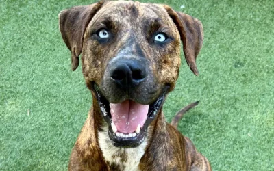 After Wildfires, Maui Dog Finds Forever Home 2 Days After Arriving in California