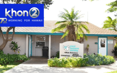 Rudy has been rescued! Maui Humane Society continues with save and reunite Lahaina pets and their owners