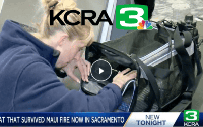 Mamoa, a cat that survived Maui wildfires, will head to Sacramento in search of a new home