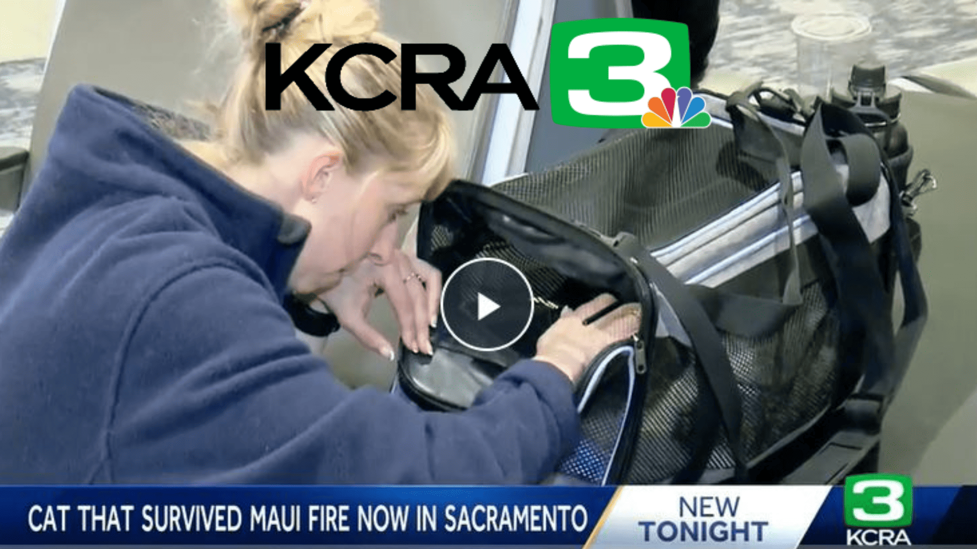 Mamoa, a cat that survived Maui wildfires, will head to Sacramento in search of a new home