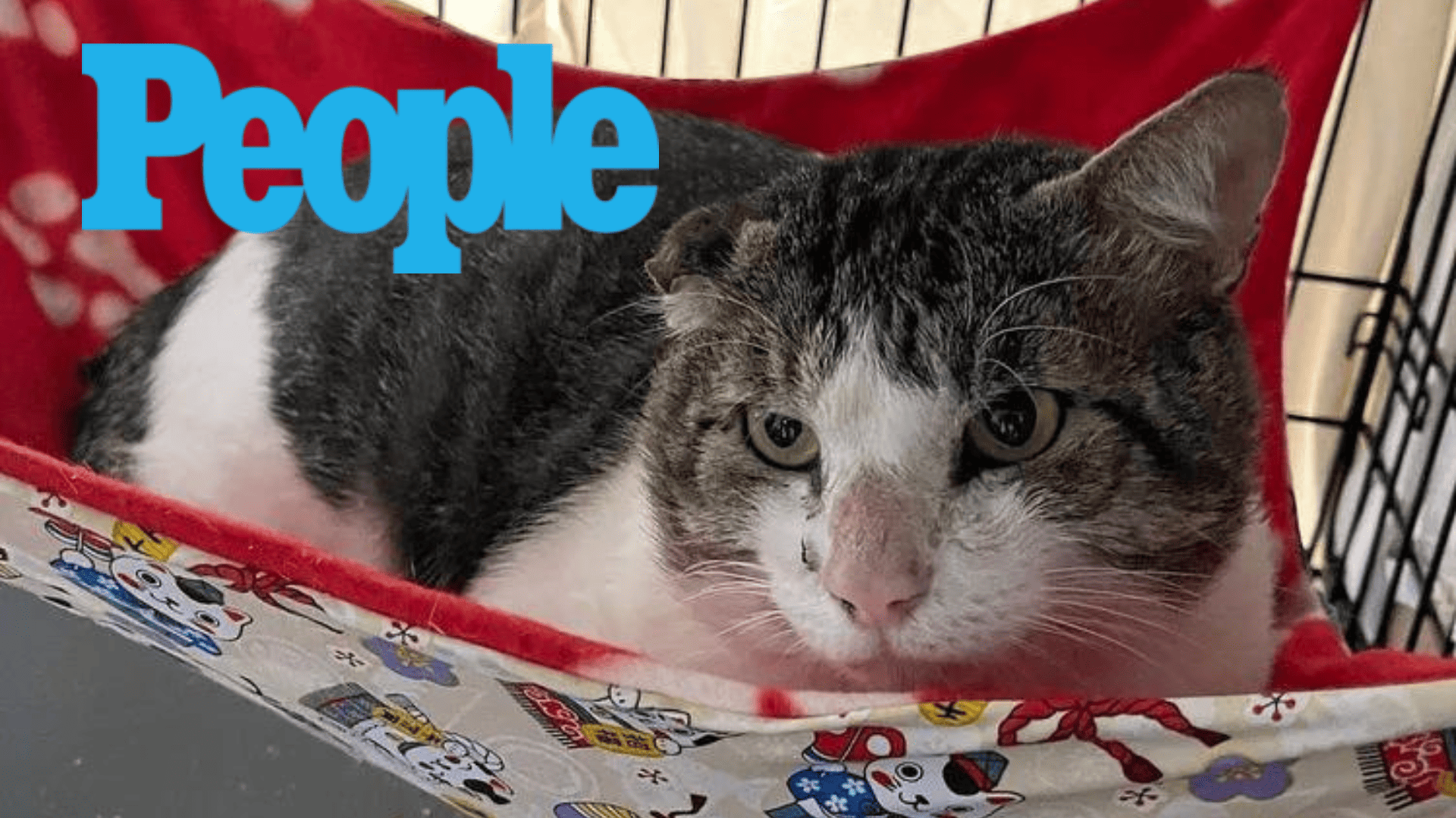 Rescue Cat Named Mamoa Heading to California to Find a Home After Surviving Maui Fires