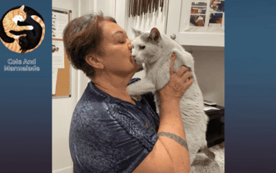 Two Cats Missing for Weeks After Lahaina Fires Found Alive in Home Ruins