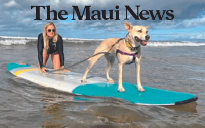 Dog foster homes urgently needed