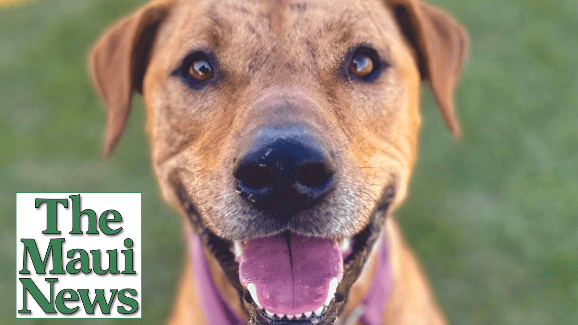 Pet of The Week: Kilo