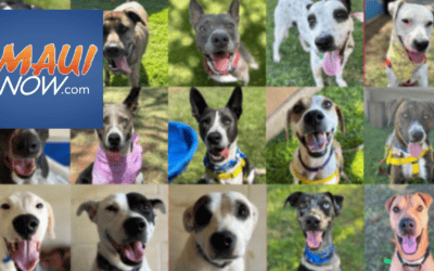 Kennels are full: Maui Humane Society issues an SOS for dog fosters