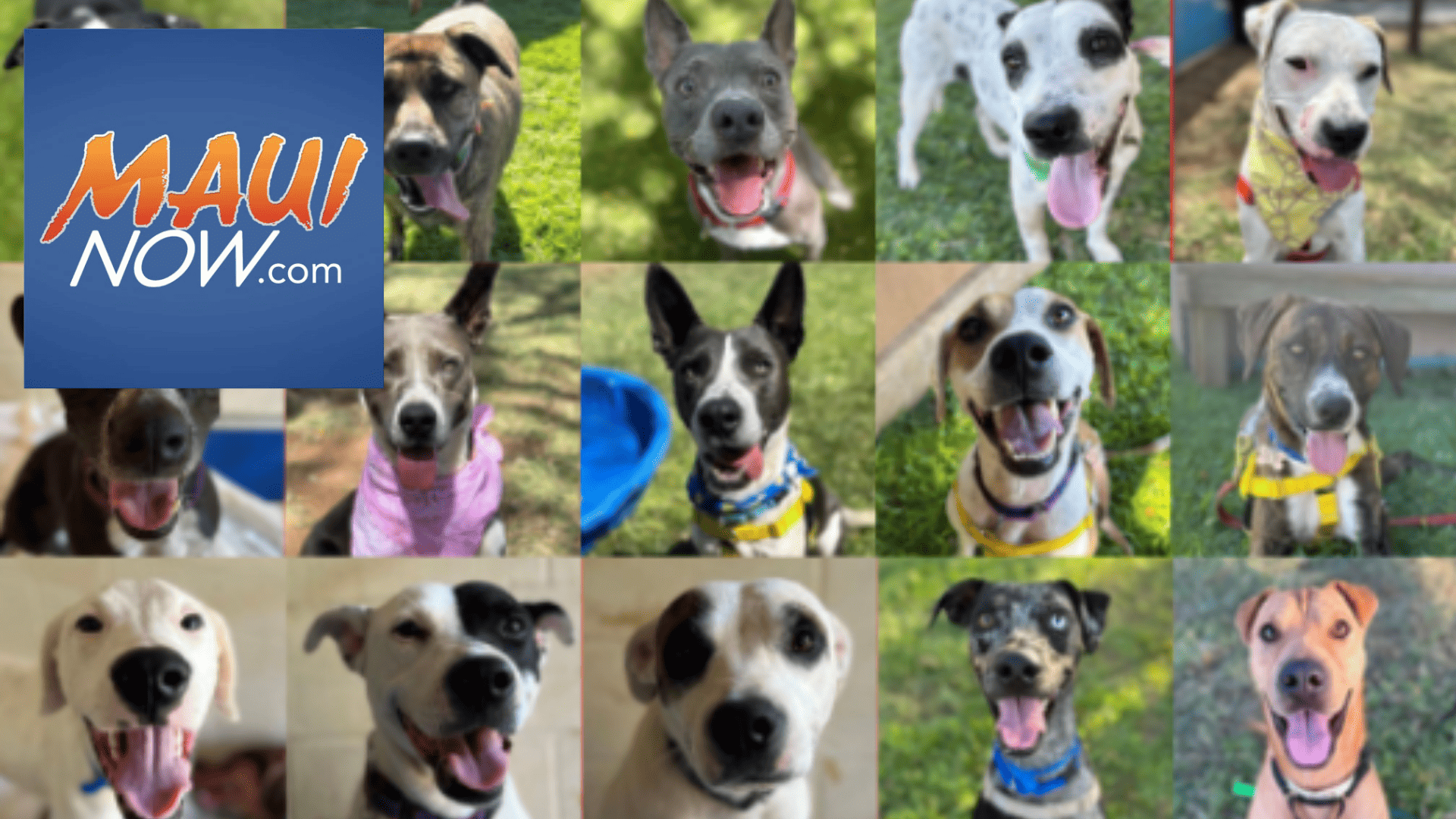 maui now: dog fosters needed