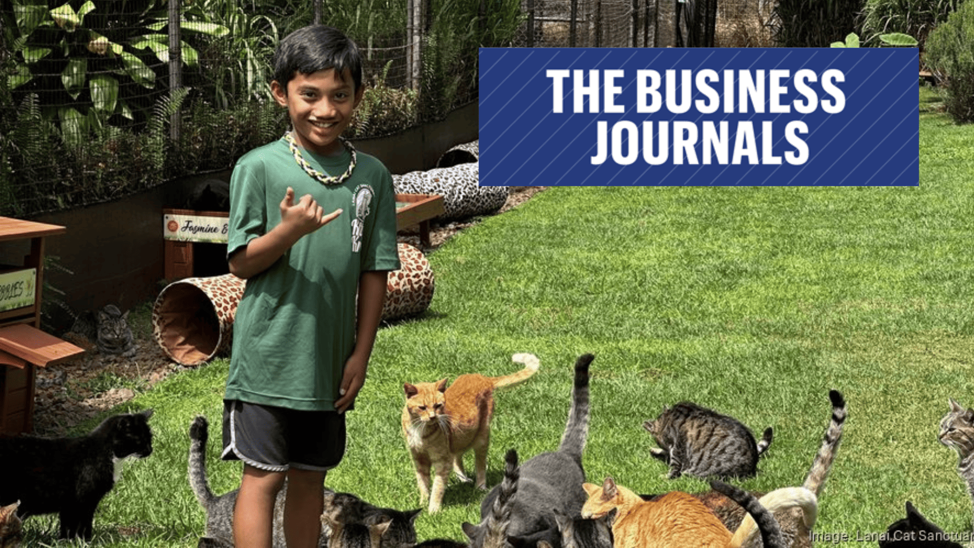 Lanai Cat Sanctuary and Maui Humane Society partner to house Lahaina cats