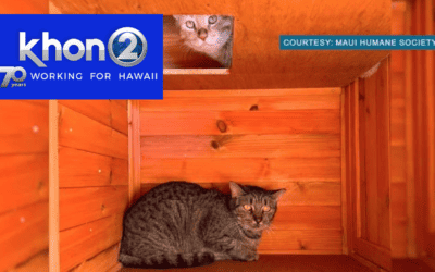 First pair of Lahaina’s displaced pets find furever homes