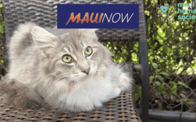 Pet fosters desperately needed ahead of shelter’s busiest day of the year