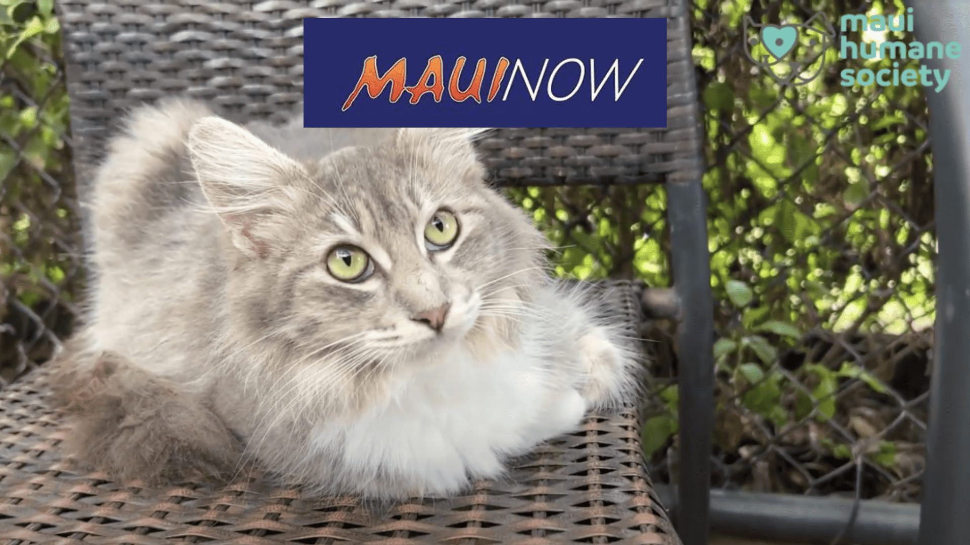 maui now fosters needed NYE