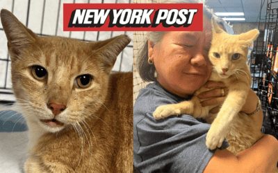 Missing cat Hyssy reunited with owner in Hawaii after three years apart