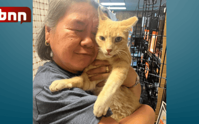 Unlikely Reunion: Woman Finds Long-Lost Cat amidst Maui Wildfires Aftermath