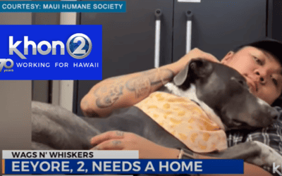 Wags ‘n Whiskers Wednesday: Add energetic and eager Eeyore to your ʻohana