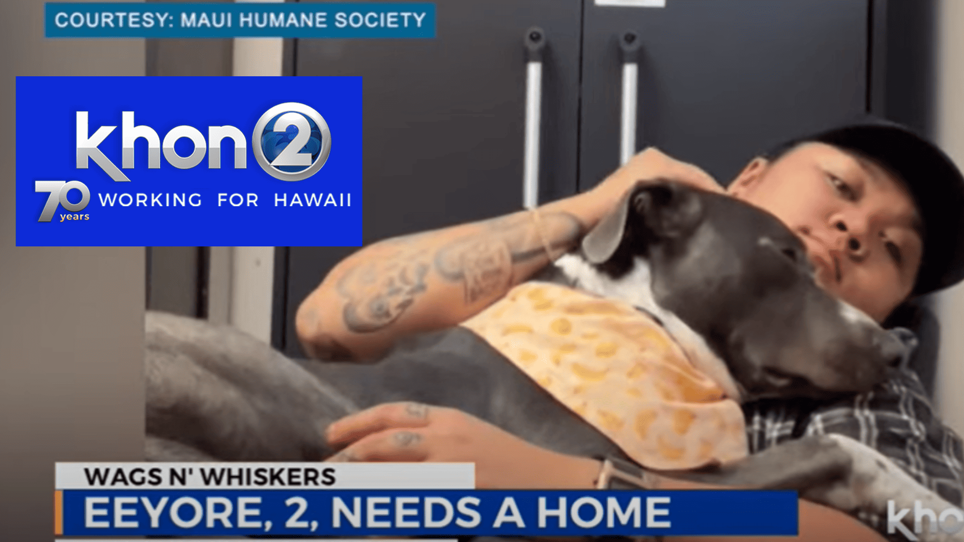 wags n whiskers wednsday: eeyore!