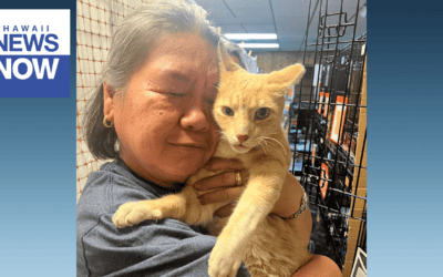 Maui woman displaced by wildfire reunites with missing cat