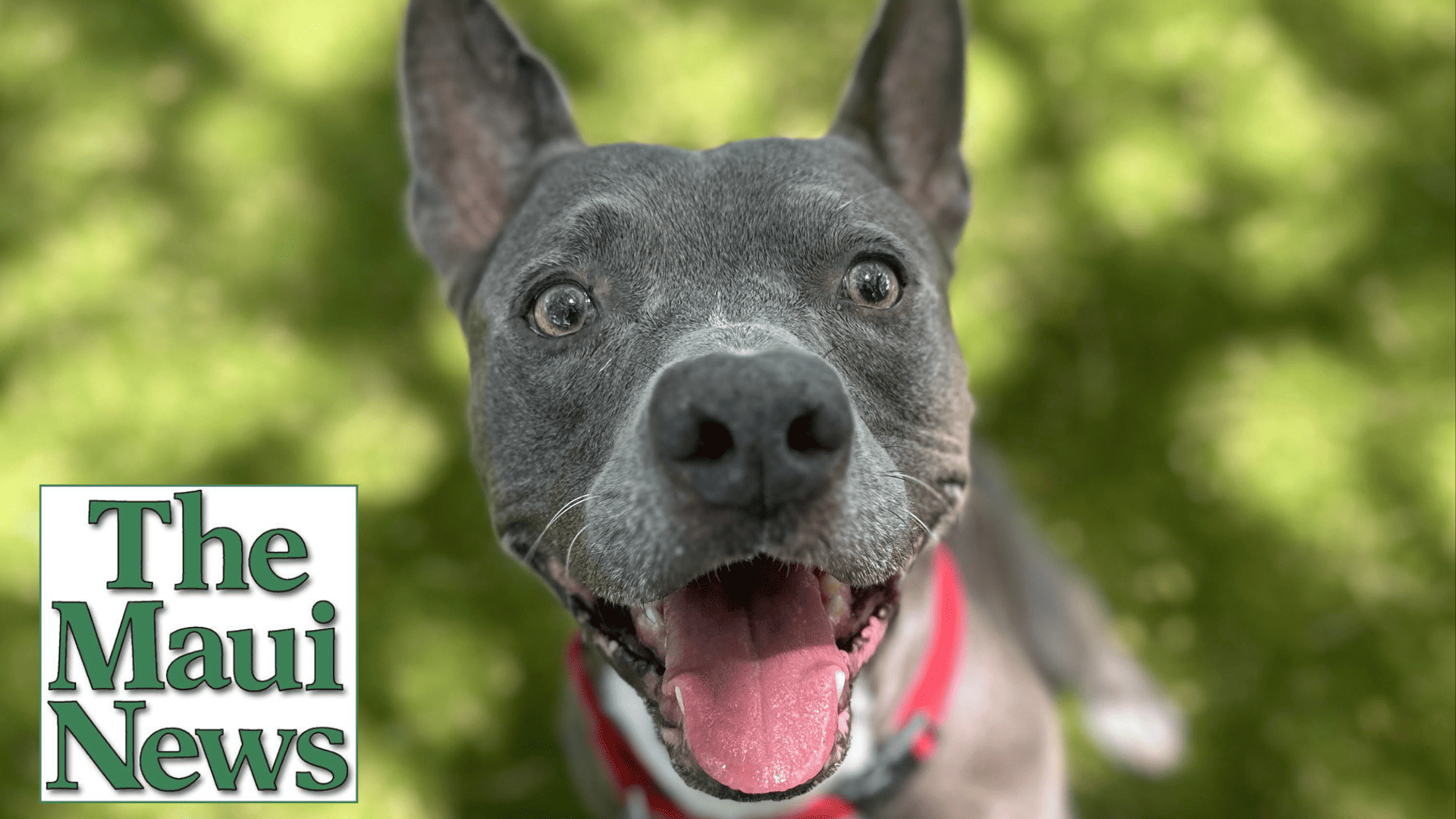 Maui News, Pet of The Week: Keebler!