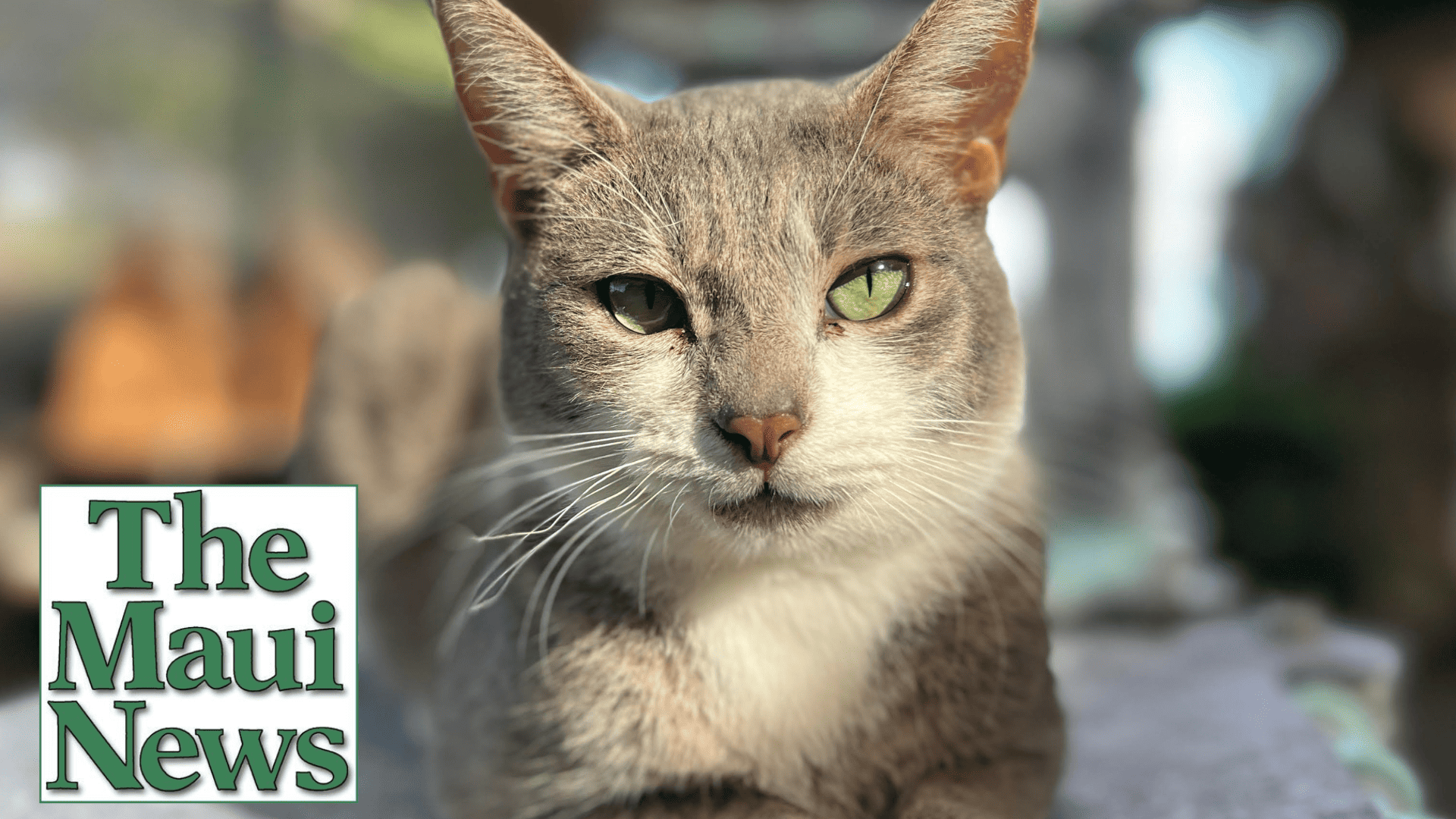 Maui Now POTW Mama Mia