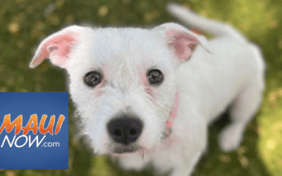 600+ animals at Maui shelter, including nearly 300 survivor cats from Lahaina fires