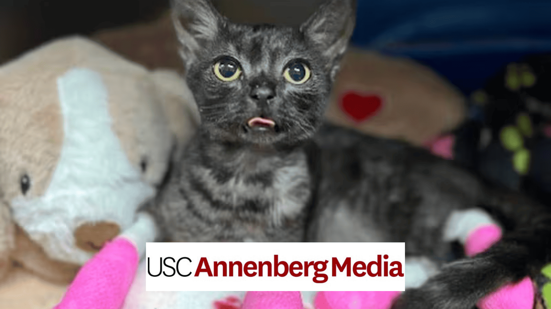 USC media: lahaina fires