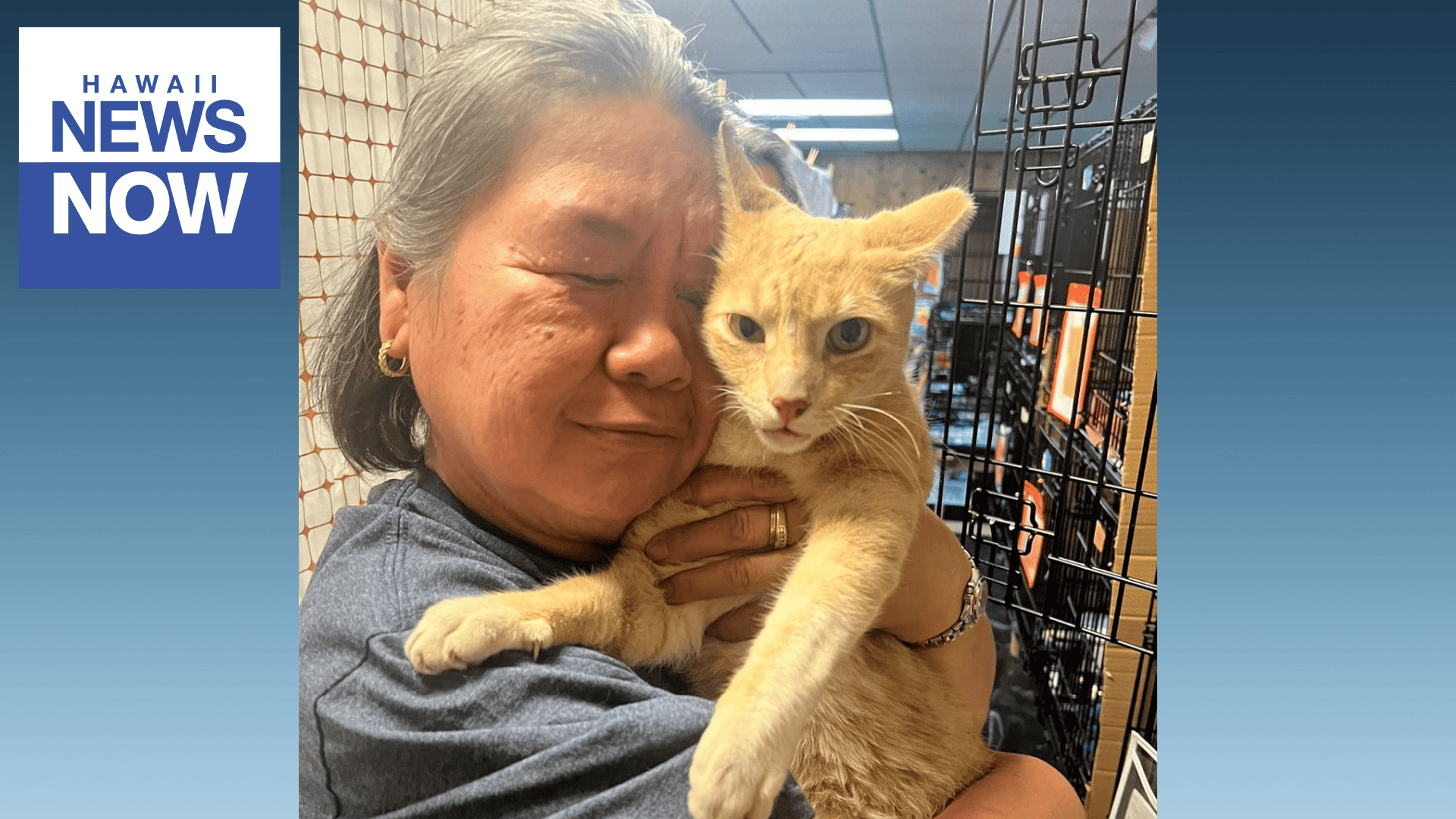 Hyssy hawaii news now