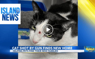 A cat survives being shot in the head with a pellet gun and finds a new home