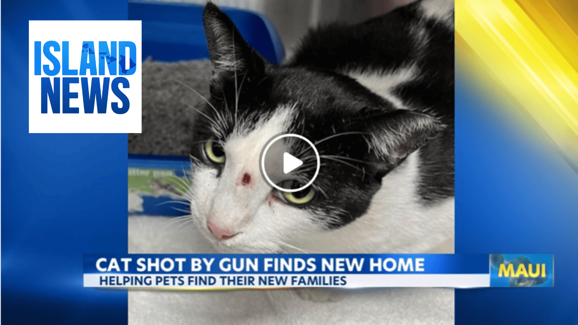 Island News: Bird story