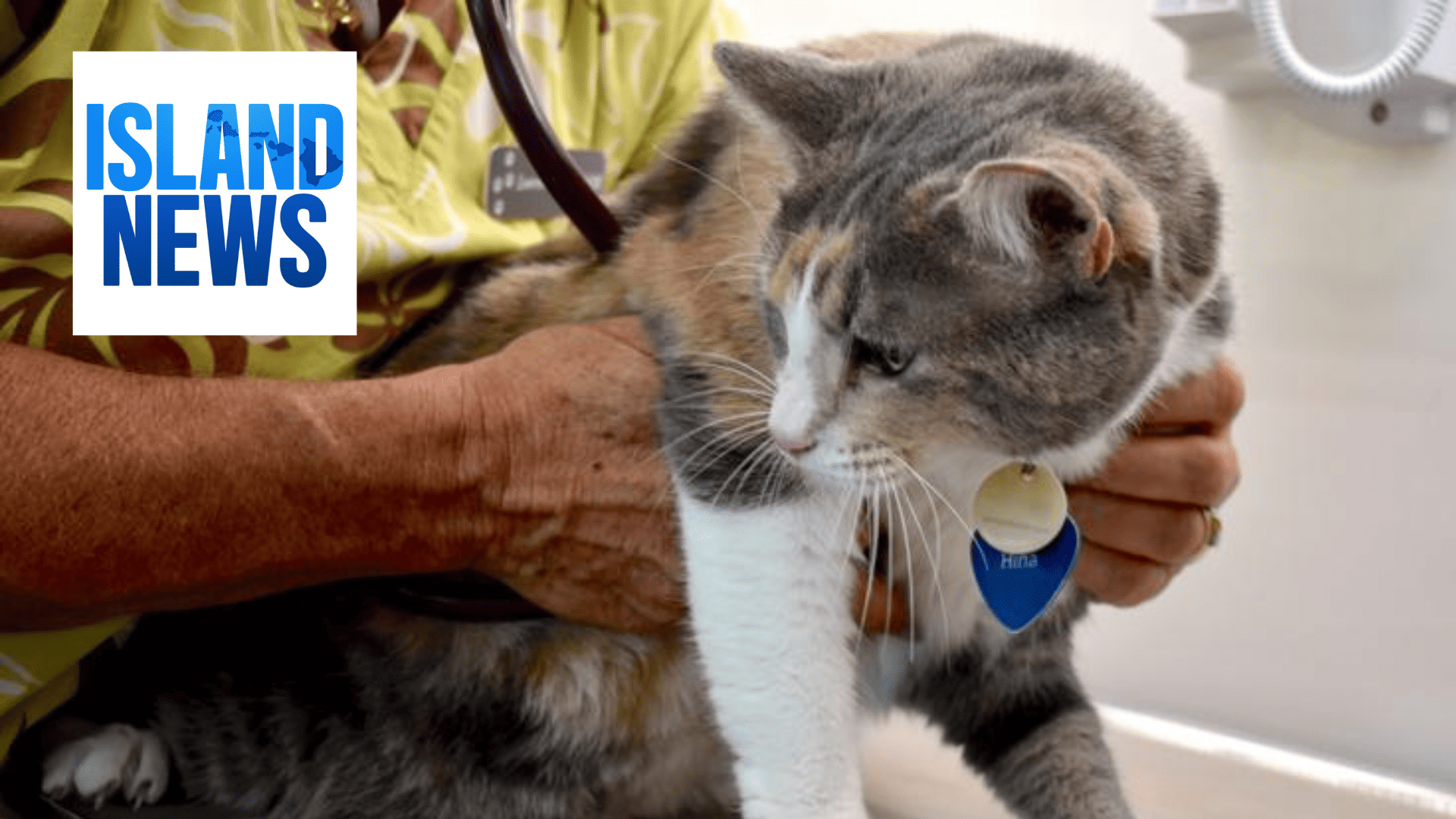 KITV Island News MHS continues to care for nearly 300 pets from Lahaina wildfires