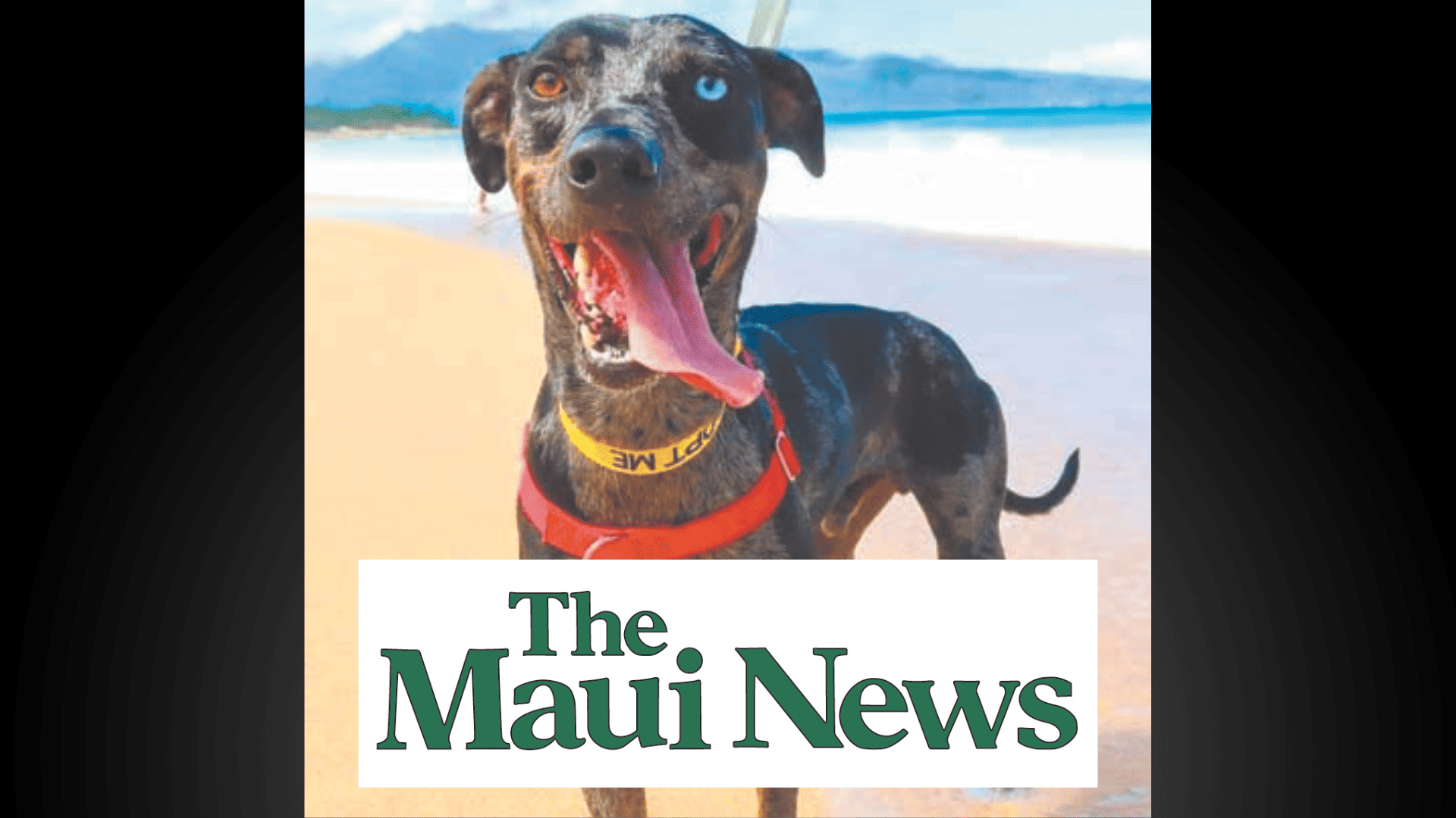 The Maui News Pet of the Week: Hayven