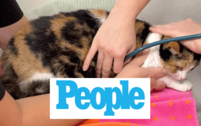 Cat Reunites with Its Owners in Montana After It Was Displaced by the Maui Wildfires: It ‘Took a Village’