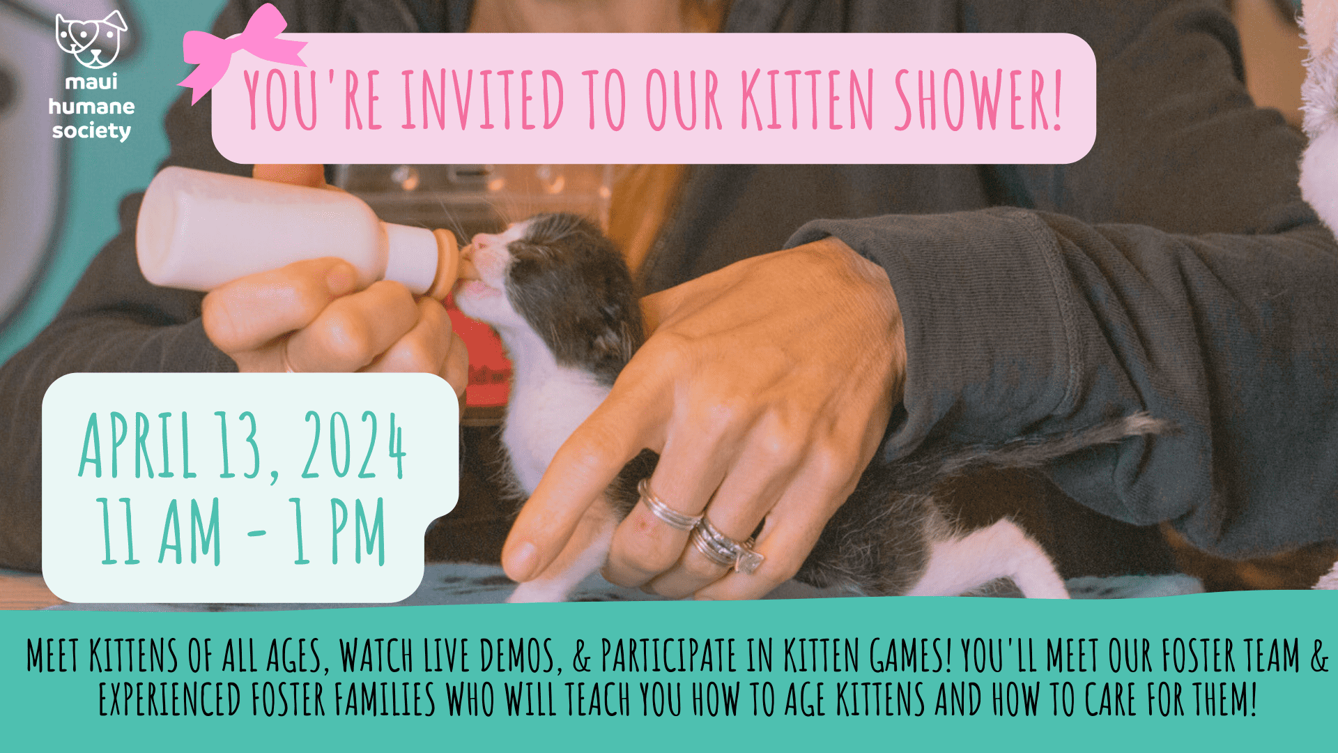 kitten shower 2024 