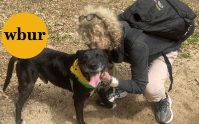 With Maui animal shelters overflowing, volunteers step in to walk the pups