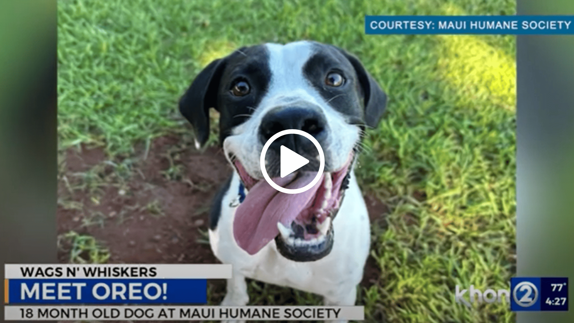 Wags N Whiskers with KHON2 New: Oreo!