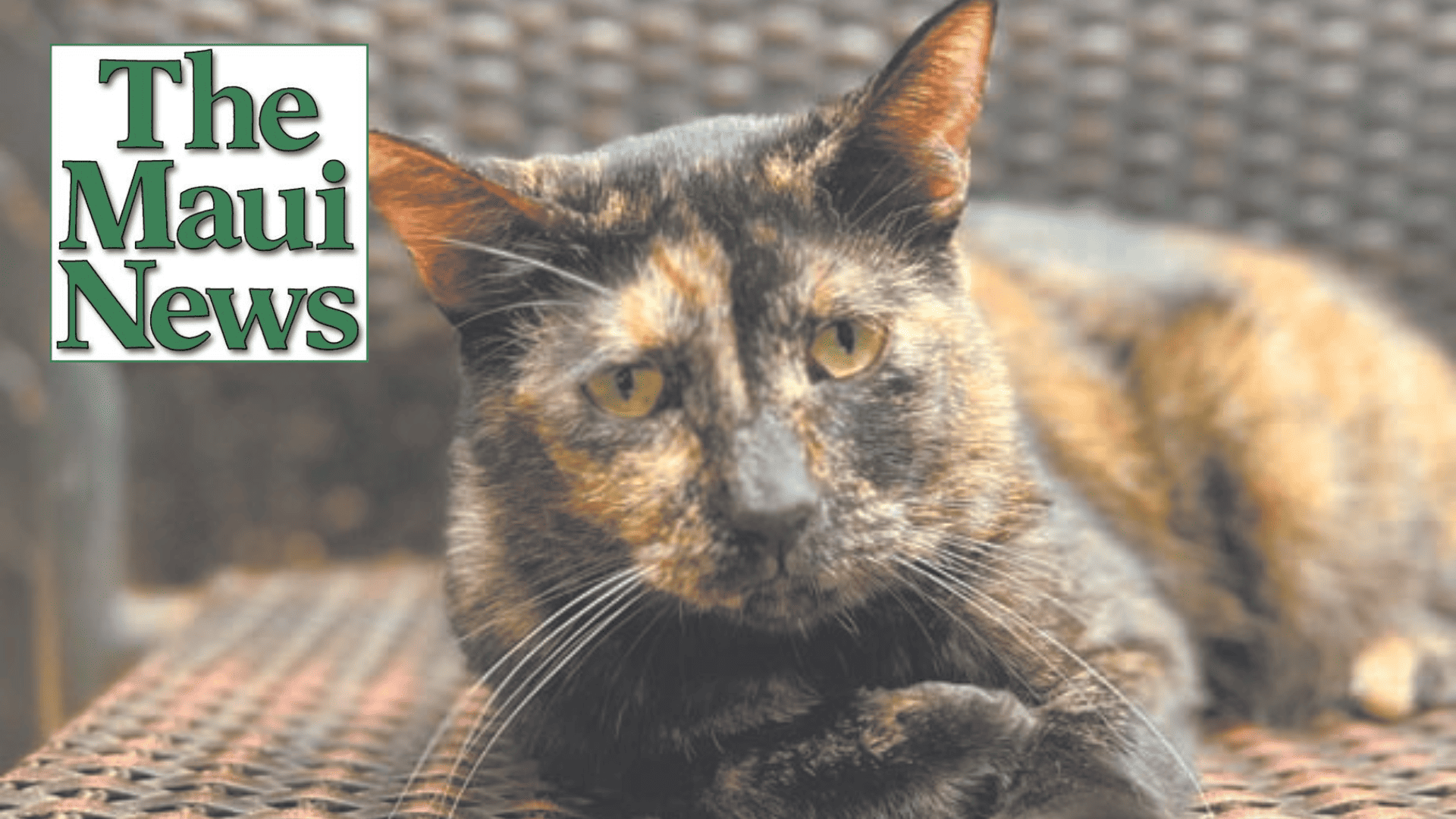 The Maui News: POTW Pitufina!