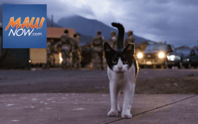 Maui Humane Society seeks caretakers for community cats displaced during the Lahaina wildfire