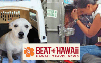 Alaska Airlines Free Hawaii Flights: A Lifeline for Maui Shelter Pets