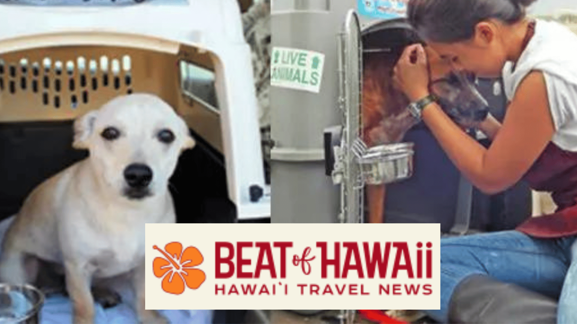 Beat of Hawaii: Alaska Angels