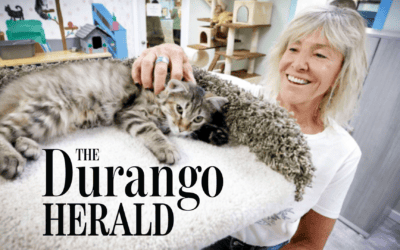 Durango kennel-free cattery brings 12 cats displaced by Lahaina fire back to mainland