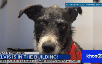 Wags N’ Whiskers: A true star, Elvis is ready for his forever home