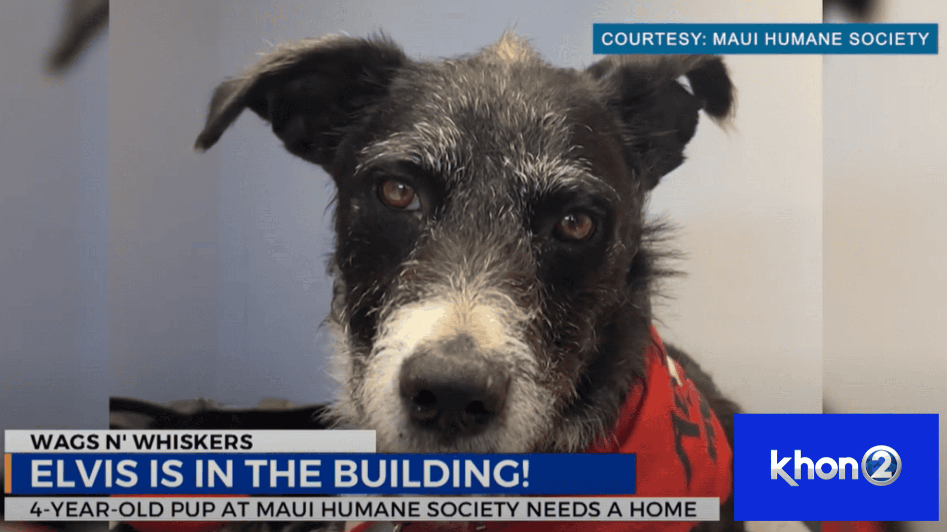 Wags N Whiskers/KHON2: Elvis