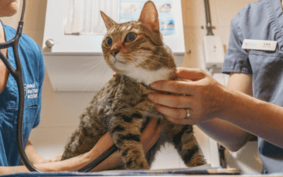 Limited Spay/Neuter Appointments Available: Your Help is Needed