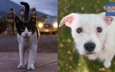 Maui Humane Society offering reduced adoption fees during ‘Empty the Shelters’ event
