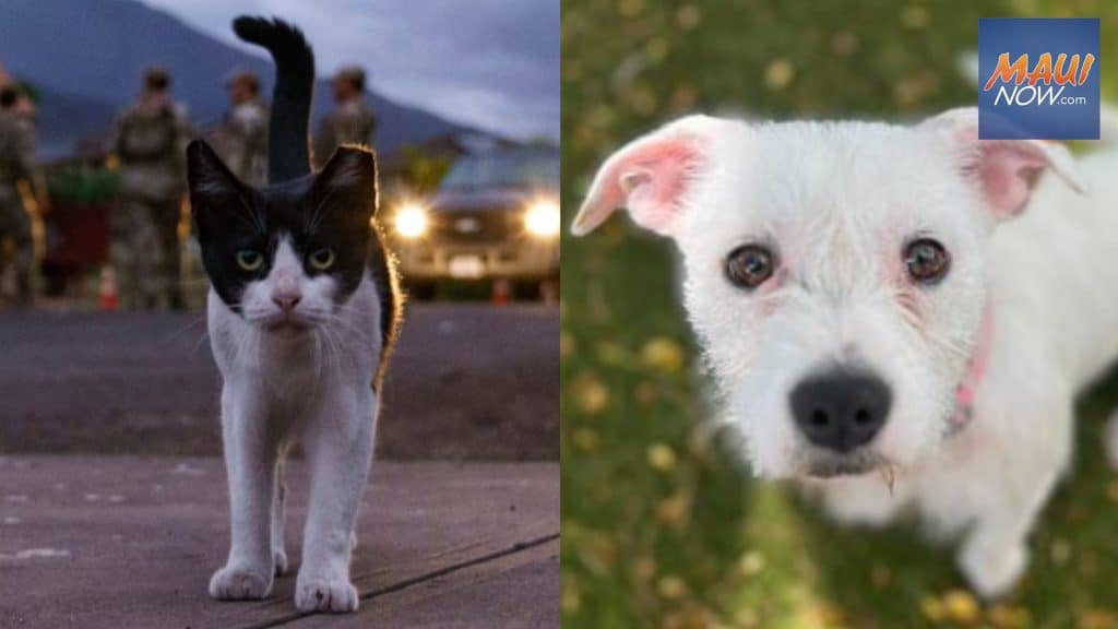 maui now: empty the shelters