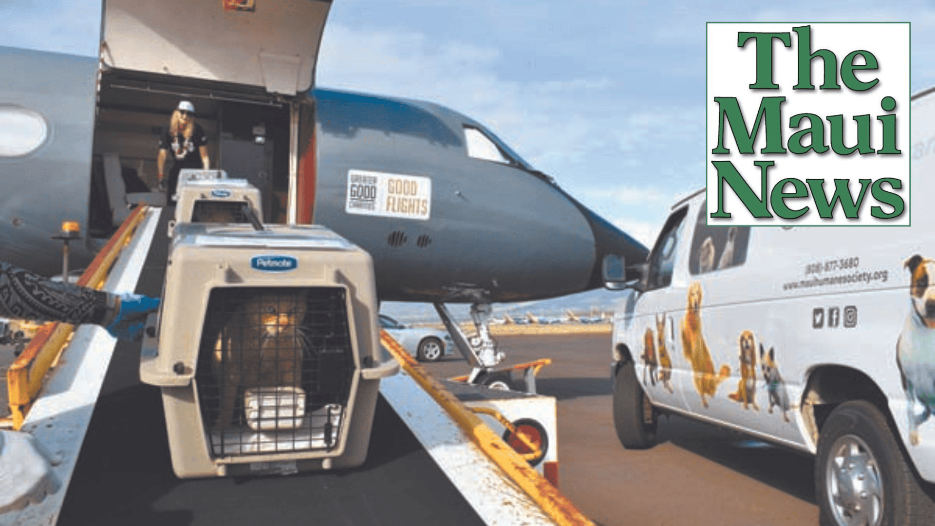 The Maui News: Silicon Valley cat transfer